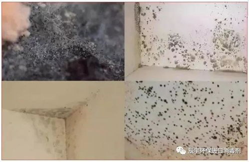 食品加工廠如何有效預防霉菌污染 凈化車間與消毒劑的選擇與應用指南
